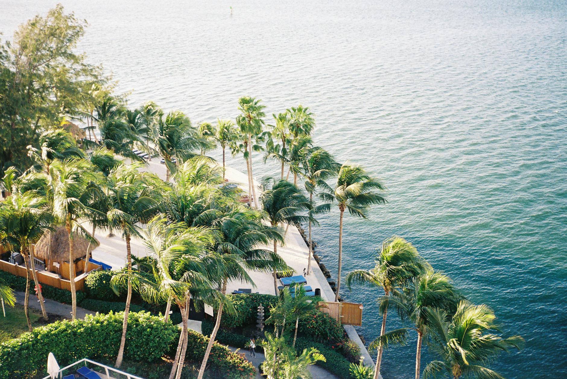 Aerial view of Miami palm tree lined pathway